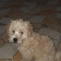 شیتزو تیریر