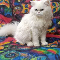 گربه پرشین کلاسیک|گربه|زاهدان, |دیوار