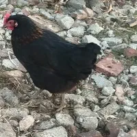 مرغ کوردی|حیوانات مزرعه|محمدیار, |دیوار