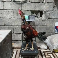 خروس فروشی