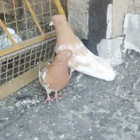 جفت کله ای|حیوانات|اهواز, کوی بشارت|دیوار