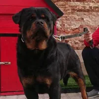 روتوایلر و دوبرمن گریدA با خط خون بالا