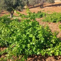 فروش باغ انگور و بادام در پشت بام شاهون