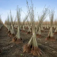 خرید نهال صنوبر با ارسال فوری درب منزل|گل و گیاه طبیعی|کبودرآهنگ, |دیوار