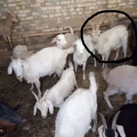 تگه سانن|حیوانات مزرعه|ملایر, |دیوار