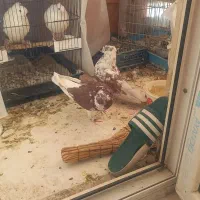 گرگی شمرونی پرش ساعت بالا