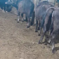 گوساله گاومیش و گاو