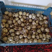 تخم بلدرچین خوراکی و نطفه دار جوجه بلدرچین مولد|حیوانات مزرعه|نظرآباد, نجم آباد|دیوار
