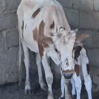 گاو زاییده با گوساله