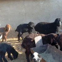 بره شیری و علف خور افشار|حیوانات مزرعه|شیراز, کوشک بیدک|دیوار