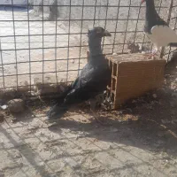 کفتر کاکلی نقاب