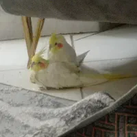 عروس هلندی و مرغ عشق