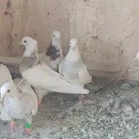 شش عدد طو.قی هفت رنگ
