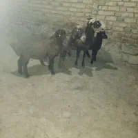 گوسفند