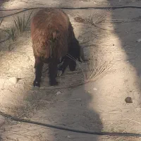 قوچ|حیوانات مزرعه|جویم, |دیوار