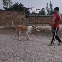 سگ توله البای ۱۰ ماهه