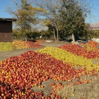 خریدار سیب پادرختی یا ضایعات