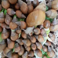 حلزون و خاویار