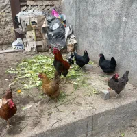 مرغ و خروس|حیوانات مزرعه|مشهد, عامل|دیوار