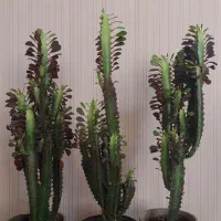 گل کاکتوس افوربیا