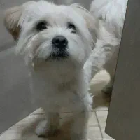 سگ شیتزو کراس