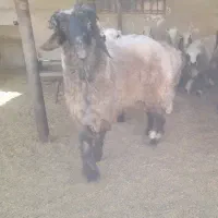 قوچ ، بره قوچی ، میش ، بره نر|حیوانات مزرعه|شیراز, بید زرد|دیوار