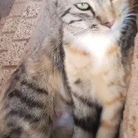 گربه