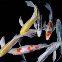 فروش ماهی کوی اصل ژاپن