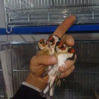 سهره خوب|پرنده|گلستان (تهران), |دیوار