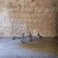 کبوتر مسافتی برگشته