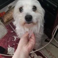 سگ شیتزو سفید ماده