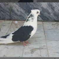 دوکت نر نوک ریز هیکل درشت