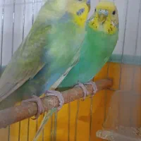 معاوضه با کبوتر