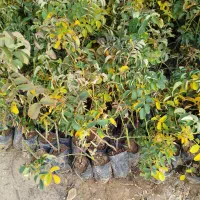 فروش نهال گلدانی گل محمدی|گل و گیاه طبیعی|چادگان, |دیوار