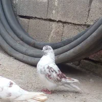 کبوتر تهرانی