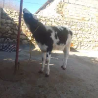 گوساله|حیوانات مزرعه|معمولان, |دیوار