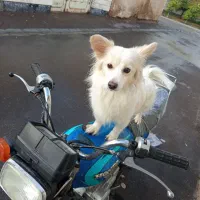 واگذاری سگ اشپیتز پامر