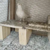 کبوتر سفید نر