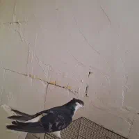 کبوتر دمگیر ماده