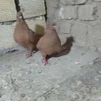 کبوتر|پرنده|سیلاخور, |دیوار