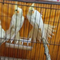 طوطی عروس لوتینو دونخور