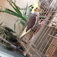 عروس هلندی خاکستری و گلباقالی