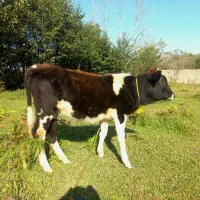 گاو یا گوساله ماده چالوسی تیپ دار ۴ ماهه لیشه|حیوانات مزرعه|گوراب زرمیخ, |دیوار