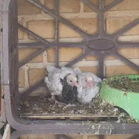 کبوتر طوقی کفتر کرمانشاهی|پرنده|جم, |دیوار