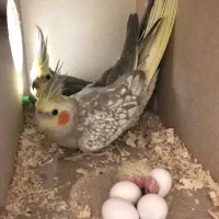 جفت مولد عروس هلندی با ۵جوجه