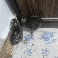 جوجه لاری یک ماهه اوشامو وکوکو جفت خروس
