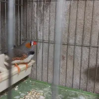 فروش فنج نر|پرنده|محمدیه-قزوین, |دیوار