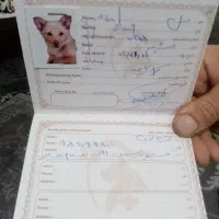 سگ پا کوتاه