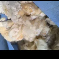 پنبه ۲۰کیلو