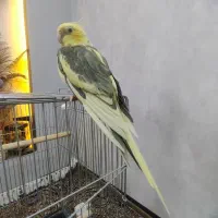 عروس هلندی رنگ خاص|پرنده|شیراز, پانصد دستگاه ارتش|دیوار